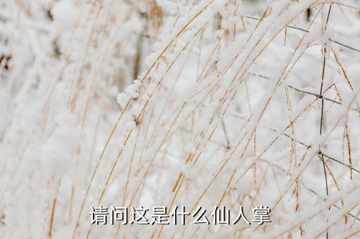 米邦塔仙人掌，米邦塔仙人掌的产地在哪