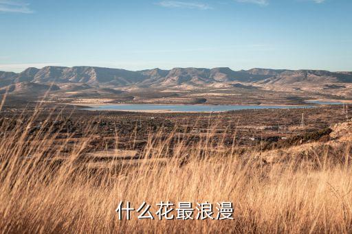 什么花最浪漫