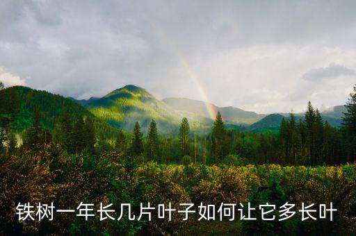 铁树一年长几片叶子如何让它多长叶