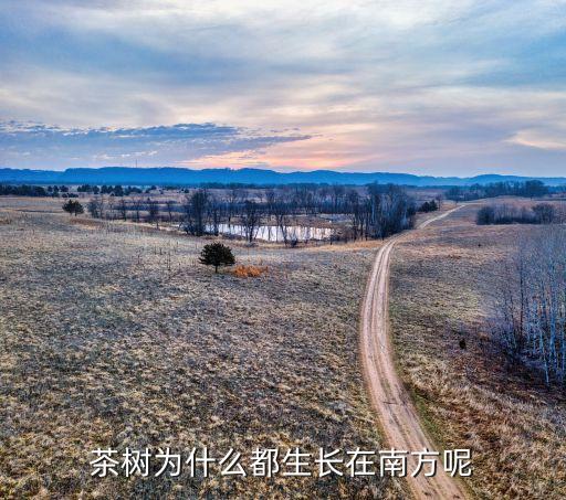 茶树，茶树为什么都生长在南方呢
