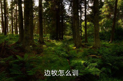 边境牧羊犬训练，边牧怎么训