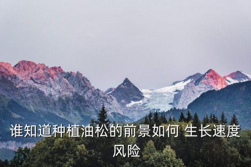 谁知道种植油松的前景如何 生长速度 风险