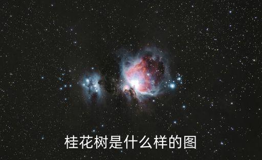 桂花树是什么样的图