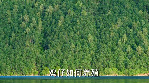 鸡仔如何养殖