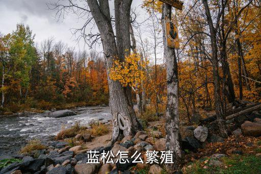 蓝松，蓝松多肉断了能接上吗