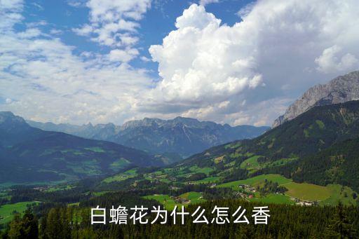 白蟾花为什么怎么香