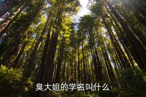 臭大姐的学名叫什么