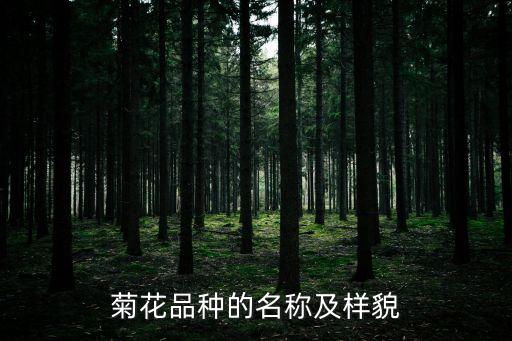 菊花品种的名称及样貌