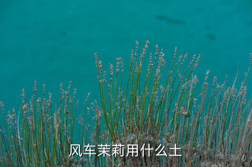 风车茉莉怎么养，风车茉莉开花期可以换盆吗