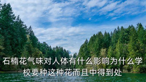 石楠花气味对人体有什么影响为什么学校要种这种花而且中得到处