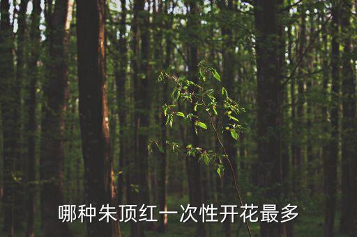 阿弗雷朱顶红，朱顶红是一次性开花吗
