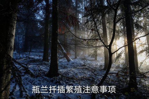 瓶兰扦插繁殖注意事项