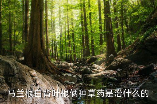 白背叶根的功效与作用，中药白背根又叫什么别名呢