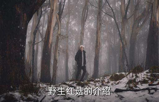 红蘑菇，野生红菇的介绍