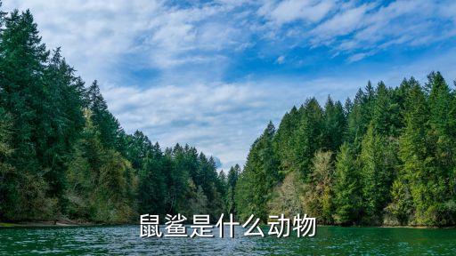 鼠鲨是什么动物