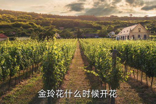 金铃花，这是什么花