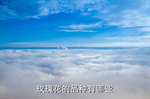 玫瑰花的品种有哪些