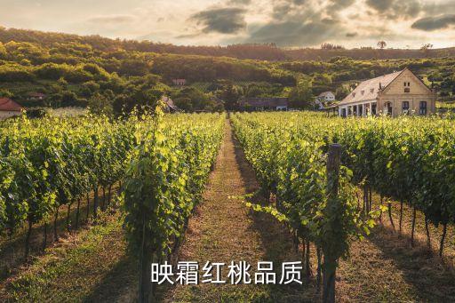 映霜红桃，映山红桃和映霜红桃是一个人品种吗