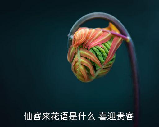 仙客来花语，仙客来花语是什么 喜迎贵客
