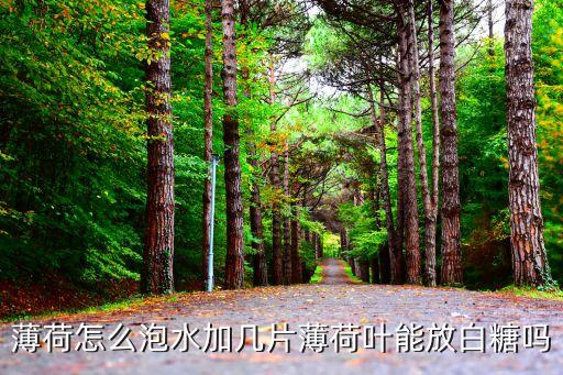 薄荷怎么泡水加几片薄荷叶能放白糖吗