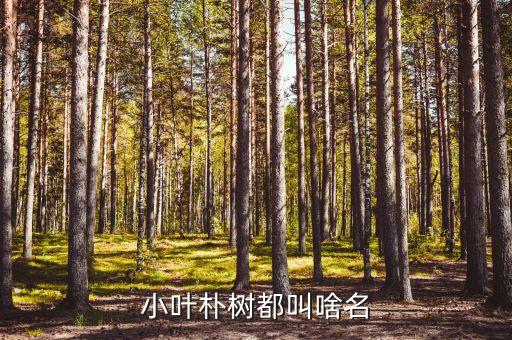 珊瑚朴，小叶朴树都叫啥名