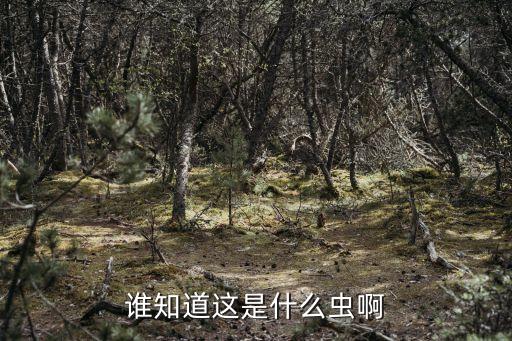 谁知道这是什么虫啊