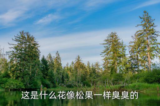 这是什么花像松果一样臭臭的