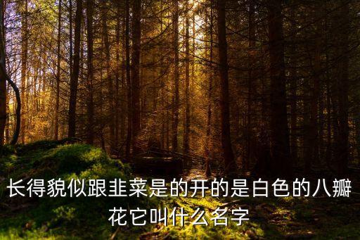 葱莲，葱莲的欣赏价值如何