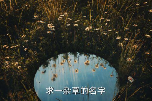 小花糖芥，求一杂草的名字