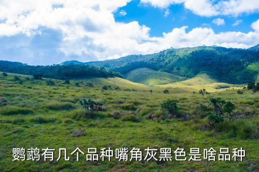 鹦鹉有几个品种嘴角灰黑色是啥品种