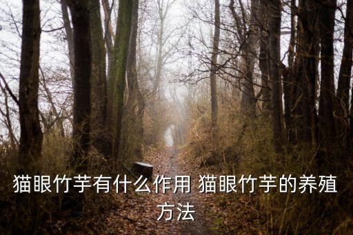 猫眼竹芋有什么作用 猫眼竹芋的养殖方法