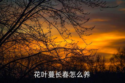 花叶蔓，花叶蔓长春花适合室内养植吗