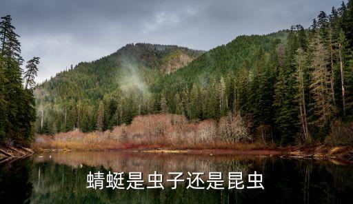 蜻蜓是虫子还是昆虫