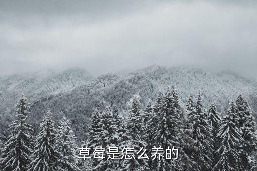 草莓是怎么养的