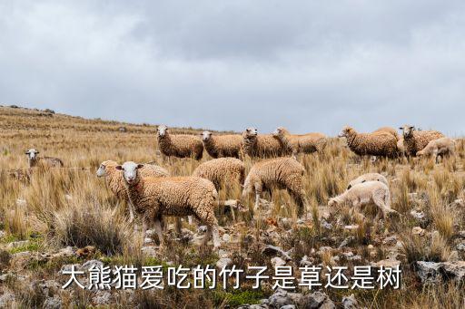大熊猫爱吃的竹子是草还是树