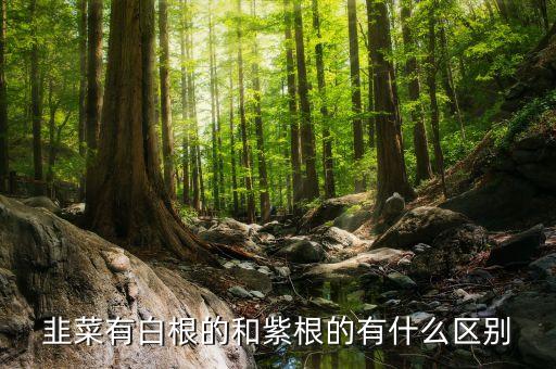 紫根，韭菜有白根的和紫根的有什么区别