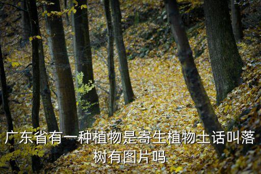 寄生树图片，银杏树上的寄生植物求解有图片