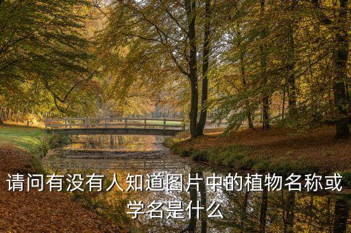三棱草，香附子和三棱草是一种草吗