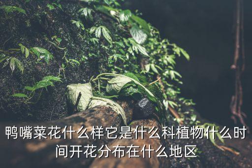 鸭嘴花，这是什么植物了