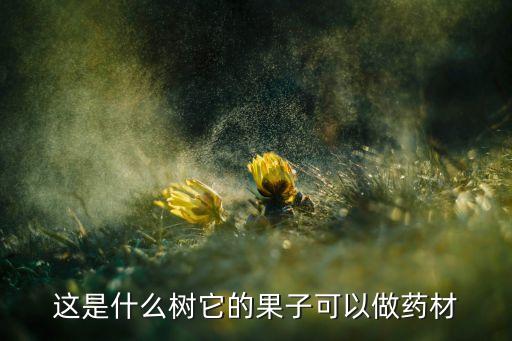 女贞子树，女贞子树什么样子