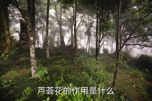 芦荟花的作用是什么