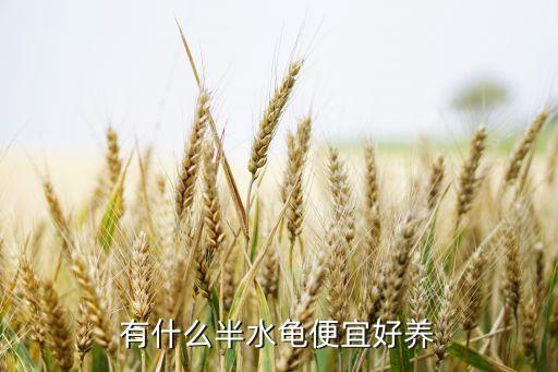 半水龟，有什么半水龟便宜好养
