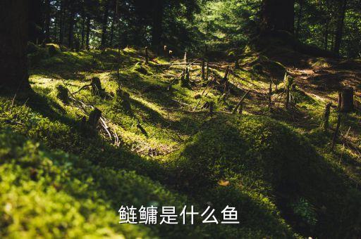 鲢鳙是什么鱼