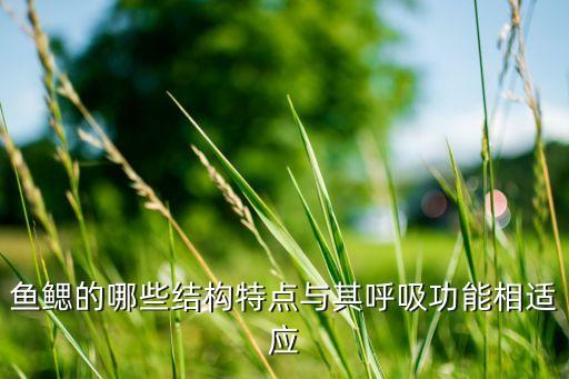鱼鳃，鱼鳃的哪些结构特点与其呼吸功能相适应
