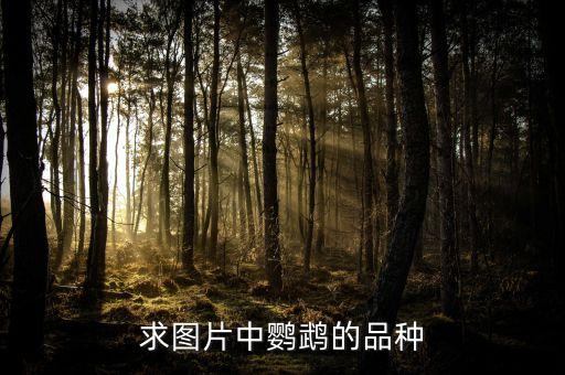 鹦鹉的种类，鹦鹉有几个品种嘴角灰黑色是啥品种