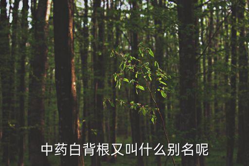 中药白背根又叫什么别名呢