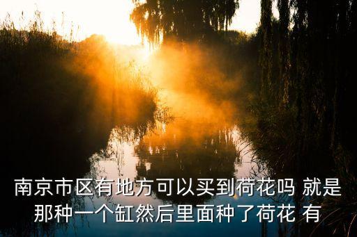 南京现粉白色双拼睡莲，南京市区有地方可以买到荷花吗 就是那种一个缸然后里面种了荷花 有