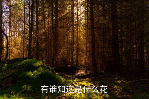 有谁知这是什么花