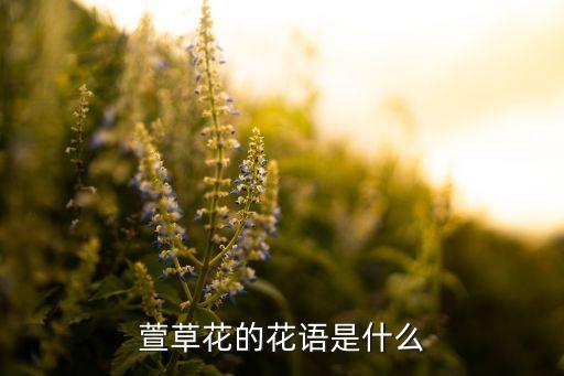 萱草花的花语是什么