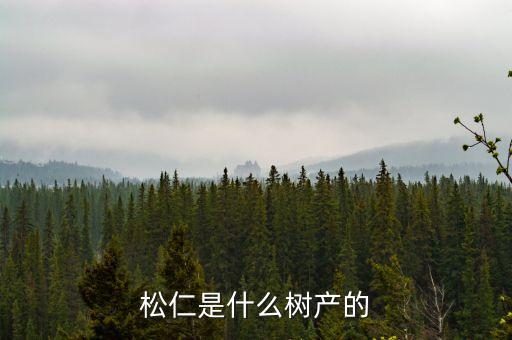 松仁，松仁是松子吗